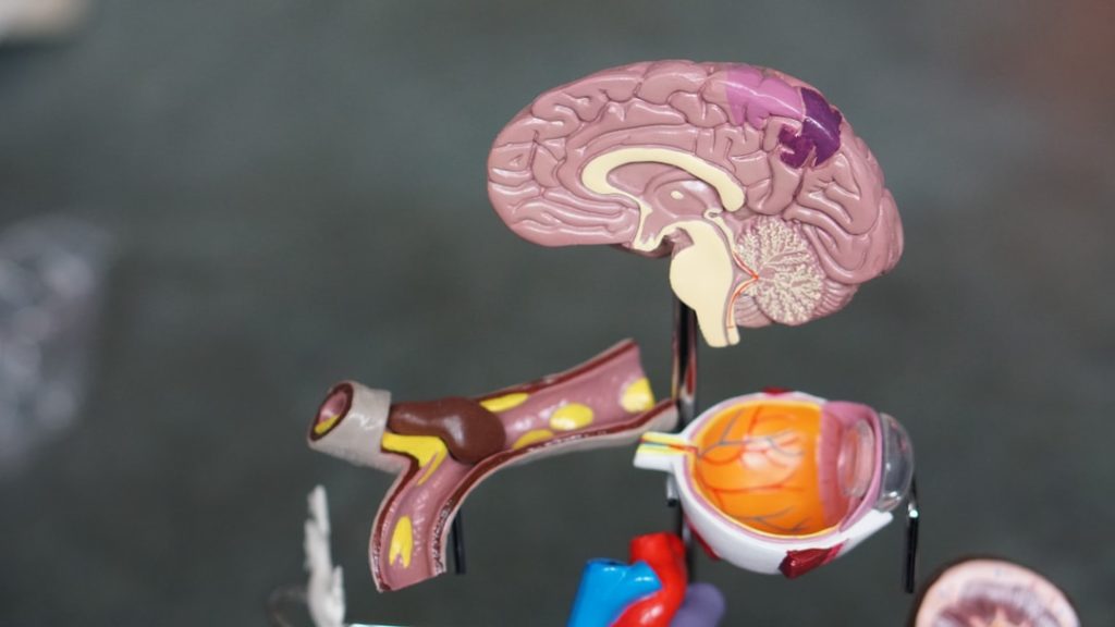 What is Alzheimer&rsquo;s disease