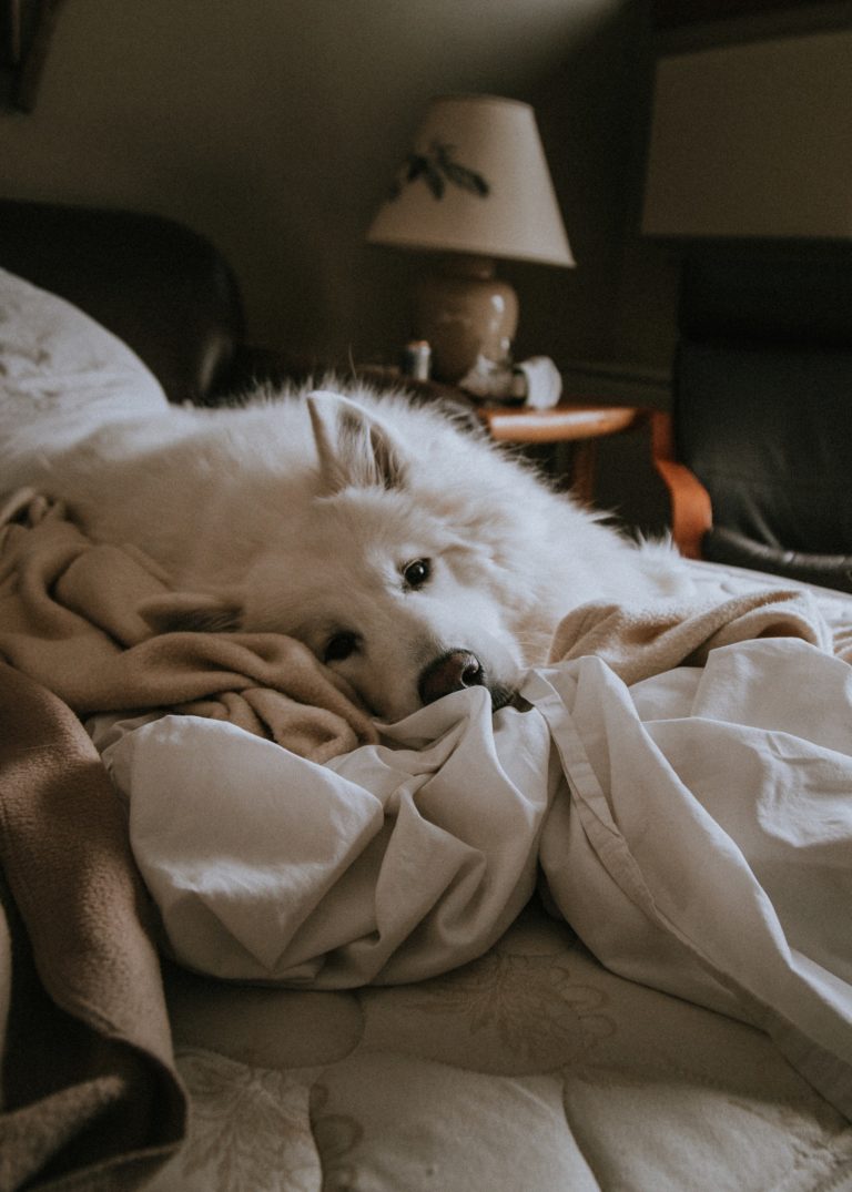 a dog lying on a bed