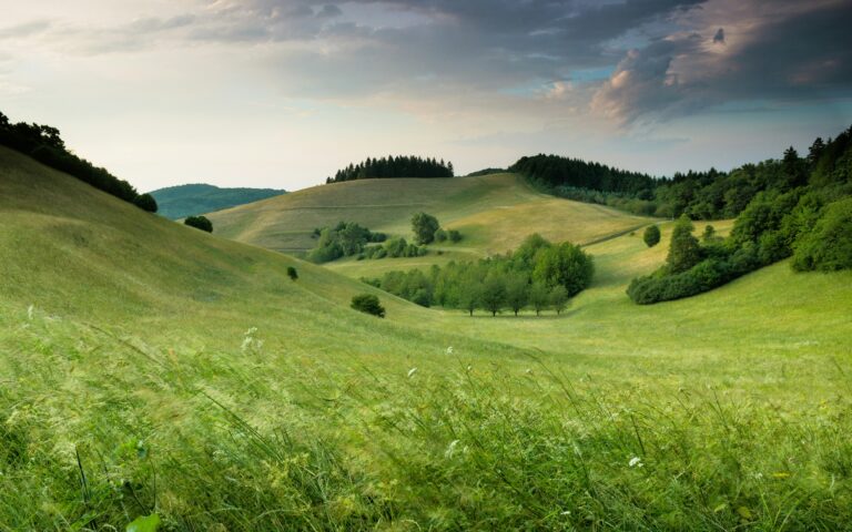 a grassy hill with trees on it